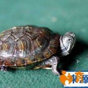 孕期梦到乌龟（孕期梦到乌龟什么意思）