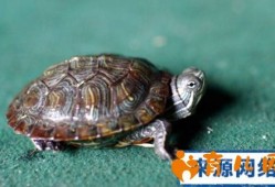 孕期梦到乌龟（孕期梦到乌龟什么意思）