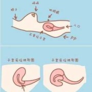 胎儿在子宫里的位置（孕14周子宫在哪个位置？怀孕早期要注意什么事项呀）