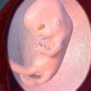 怀孕九周胎儿图片（怀孕九周胎儿图片大全）