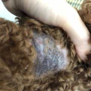 泰迪犬脖子后小块皮肤变硬增厚,胎儿颈部增厚消失怎么回事