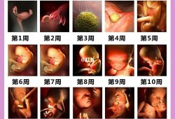 宝宝百天后的七大变化,胎儿变化过程图