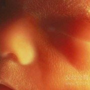 孕期手电照宝宝瞎（孕期手电照胎儿瞎）