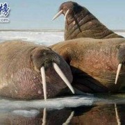 怀胎时间最长的动物是什么动物,孕期最短的动物是什么