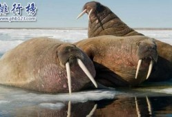 怀胎时间最长的动物是什么动物,孕期最短的动物是什么