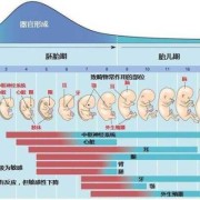 胎儿畸形的概率（胎儿畸形的概率）