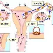 晚着床会怎样？对宝宝有影响吗,胎儿着床晚是怎么回事儿