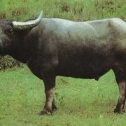 孕期梦见牛是什么（水牛的寓意）