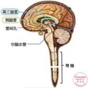 胎儿脑室（胎儿左右脑室宽度标准差）