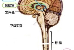 胎儿脑室（胎儿左右脑室宽度标准差）