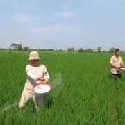 水稻孕期（水稻孕期能不能施肥）