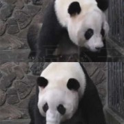 痛苦的孕期（熊猫怀孕为什么会痛苦）