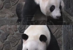 痛苦的孕期（熊猫怀孕为什么会痛苦）