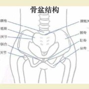 胎儿顶盆骨（胯顶是什么）
