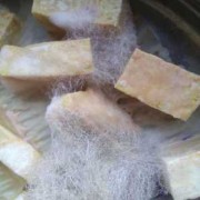 豆腐乳也称霉豆腐，霉是哪种霉菌?为什么可以吃呢,孕期可以吃霉豆腐吗?