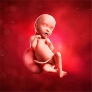 孕31周胎儿图片（孕31周胎儿图片真实）