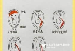 胎儿什么时候长胎盘（多久周开始长胎盘）