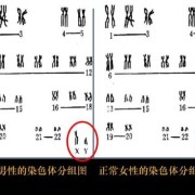 染色体对胎儿的影响（染色体对胎儿的影响发生时间）