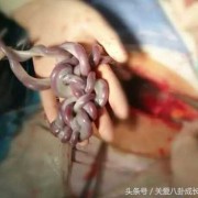 七月胎儿图（七月胎儿图片大全）