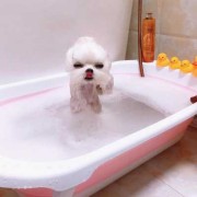 孕期能泡澡吗（狗怀孕可以洗澡吗）