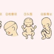 胎儿的双顶径指的是什么（胎儿的双顶径指的是什么部位）