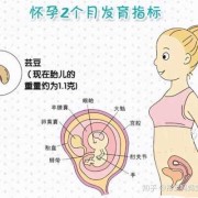 孕期前三个月适合哪些运动,胎儿前三个月发育什么器官