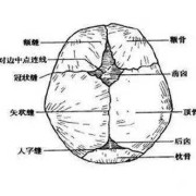 胎儿头骨缝（宝宝后囟未闭颅骨矢状缝什么时侯闭）