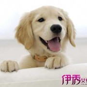 孕期科学养狗（孕妇科学养狗）