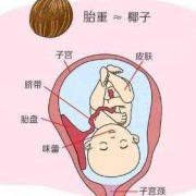 孕5月胎儿位置（孕5月胎儿位置示意图）