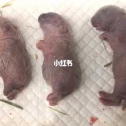 侏儒胎儿（侏儒兔几个月可以生宝宝）