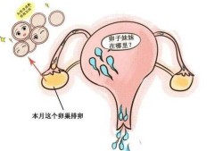 孕期卵巢排卵吗（孕期卵巢排卵吗会怀孕吗）