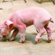 为什么猪的鼻子会是扁的,胎儿鼻子扁平是什么情况