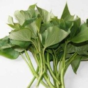 孕妇吃红薯叶对胎儿好吗（孕妇吃红薯叶对胎儿好吗有影响吗）