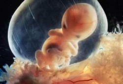 4个月胎儿在肚子里图片（四个月胎儿在肚子里的图片）