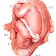 五十四天的宝宝身高体重标准,怀孕54天胎儿图片大全