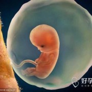 胚芽就是胎儿吗（孕早期胚芽是什么）