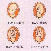 孕晚期胎儿体位图片（孕晚期胎儿胎位图）