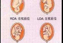 孕晚期胎儿体位图片（孕晚期胎儿胎位图）
