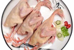 孕期能吃鸽子肉吗（鸽子肉可以吃吗）