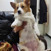 狗狗孕期多久（狗狗孕期多久生产）