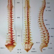 胎儿脊柱男女区别图（胎儿脊柱男女区别图示）