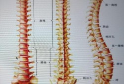 胎儿脊柱男女区别图（胎儿脊柱男女区别图示）