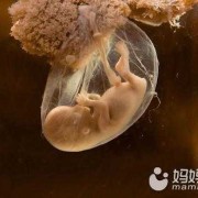 羊水污染对宝宝有什么影响,羊水浑浊对胎儿的影响有多大
