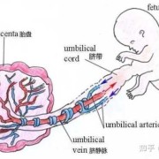 初中生物学脐带和胎盘的区别,胎儿脐带图片高清图