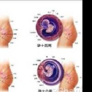孕14周子宫在哪个位置？怀孕早期要注意什么事项呀,怀孕14周胎儿在哪个位置图