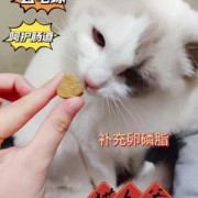 怀孕的猫吃什么,怀孕期吃啥吐啥要怎样解决