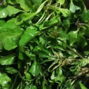 孕妇可以吃荠菜吗,孕期能吃荠菜吗,为什么感觉吃过肚子不舒服