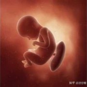 胎儿29周的发育情况（二十九周的胎儿有多重多大）