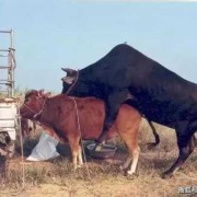 黄牛给孕妇接生怎么弄,黄牛孕期多少天