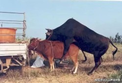 黄牛给孕妇接生怎么弄,黄牛孕期多少天